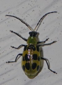 Spotted Cucumber Beetle